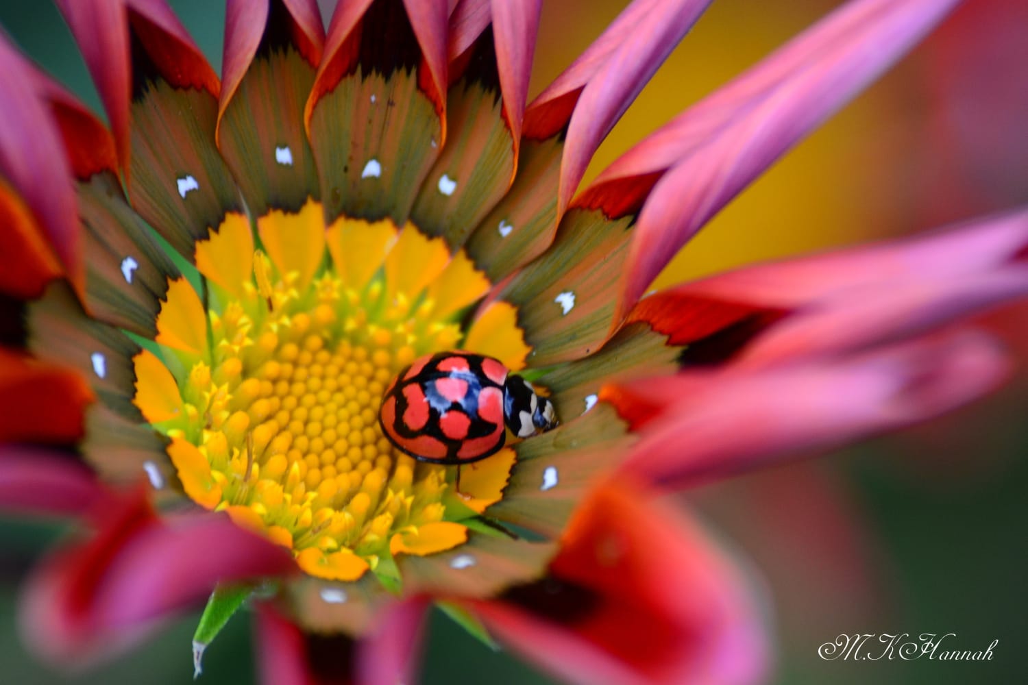 Photography Servies for Hire